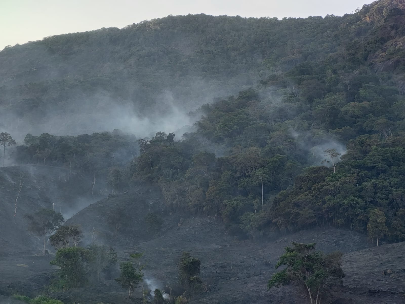 Estação Ecológica de Murici é atingida por incêndio