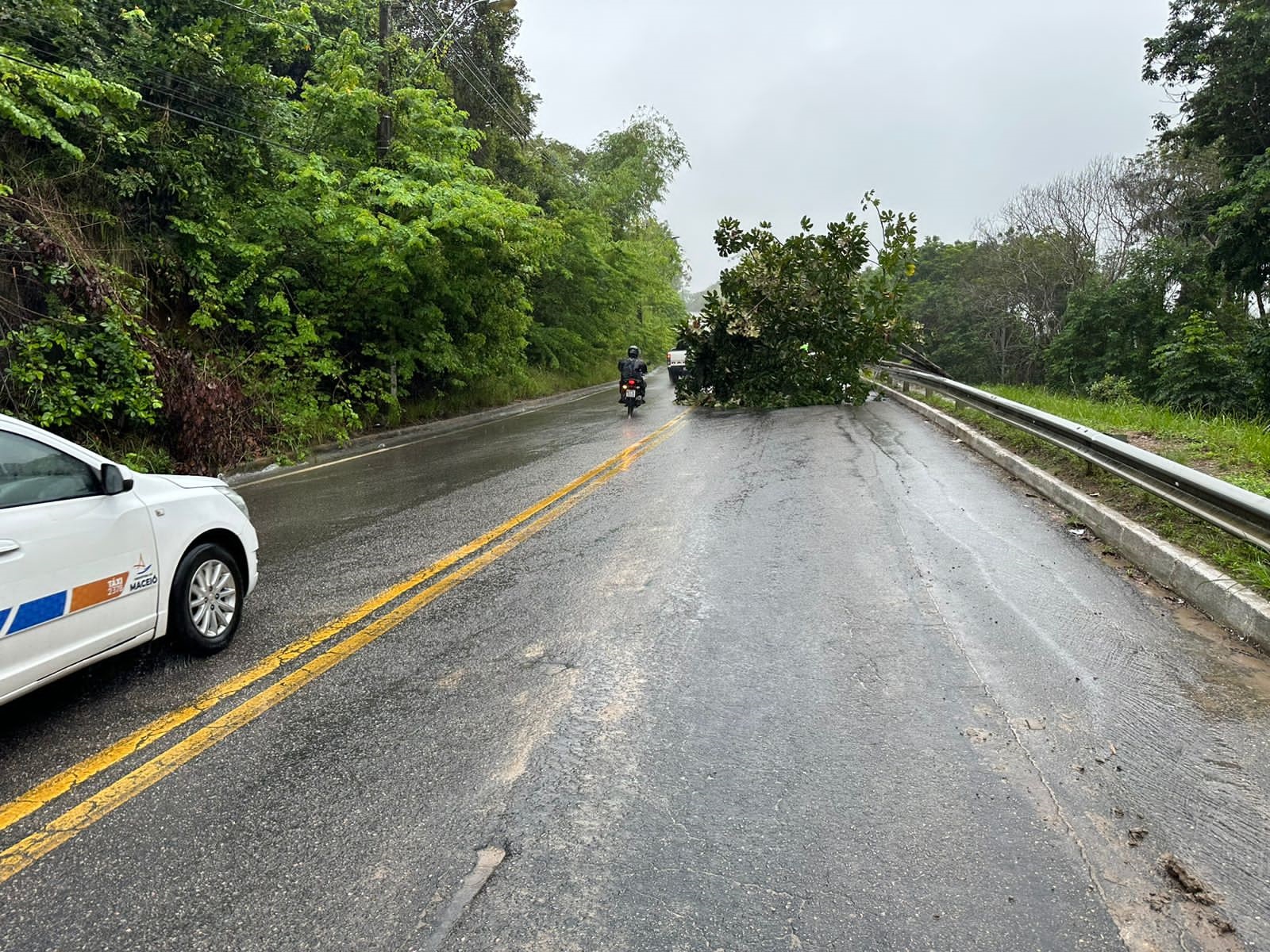 Árvore cai e interdita parte da Avenida Pierre Chalita, em Jacarecica