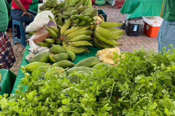 
				
					Feira Sustentável em Maceió: Experiência Gastronômica e Araruta, já ouviu falar ?
				
				